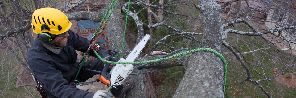 We remove hazardous branches 
in inaccessible locations